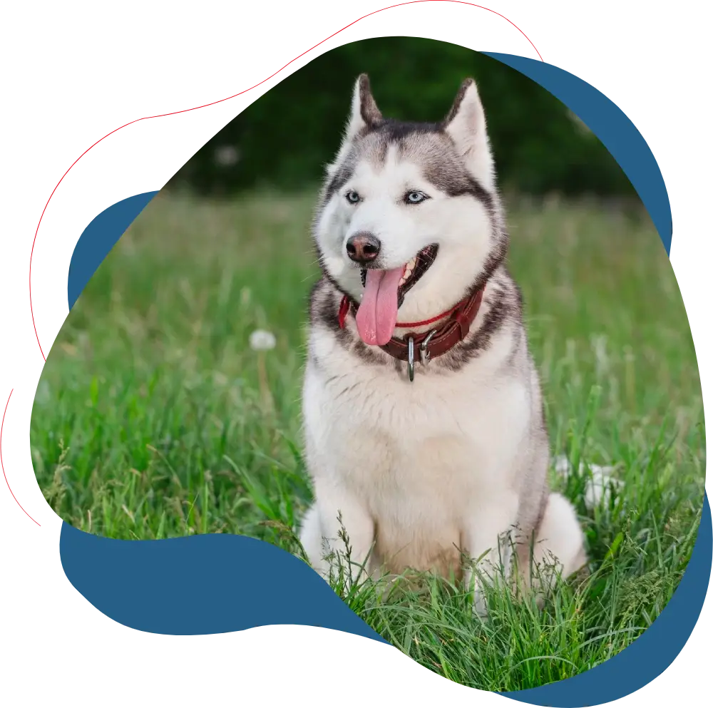 A husky dog sitting in the grass with its tongue hanging out.