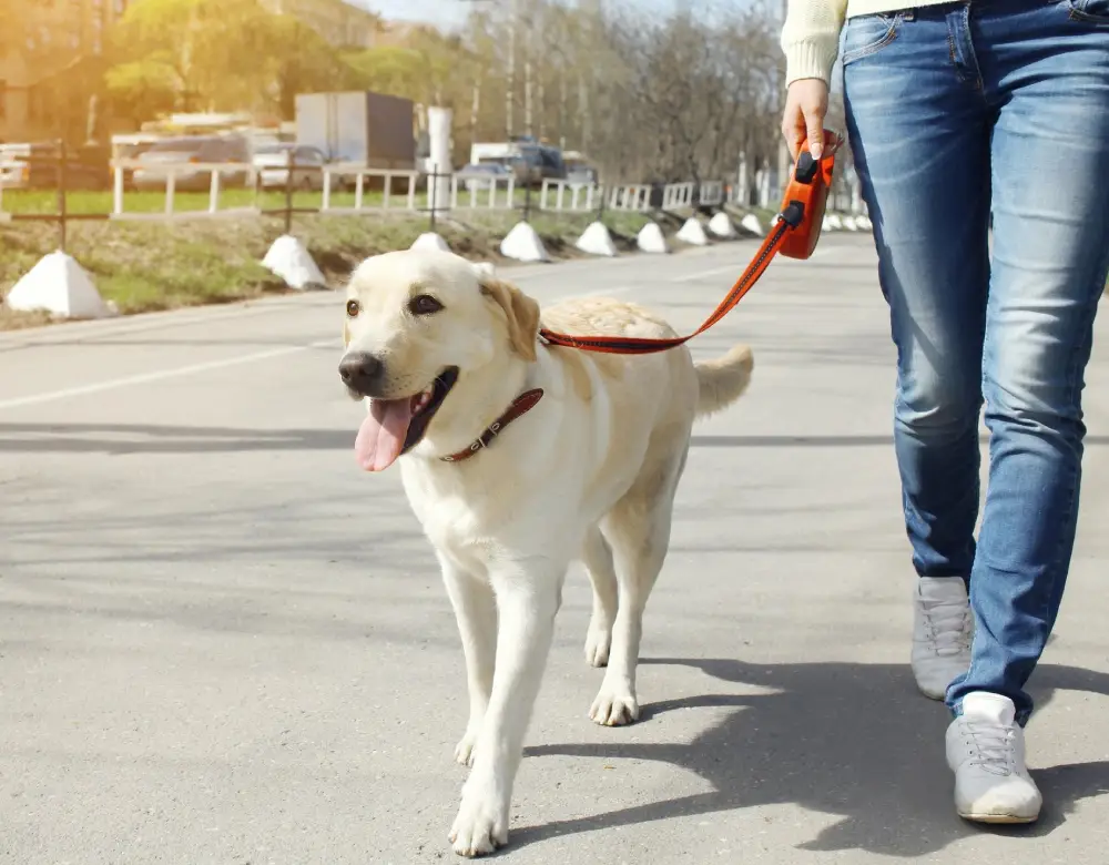 A person walking their dog on a leash.
