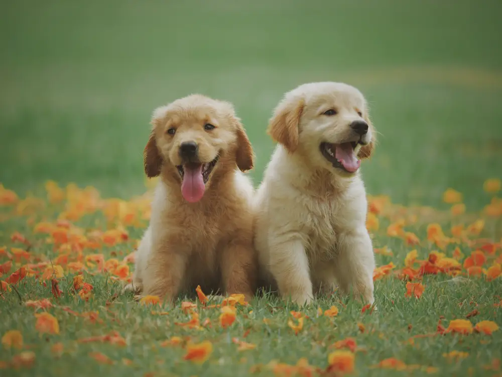 Two puppies sitting in a field of flowers