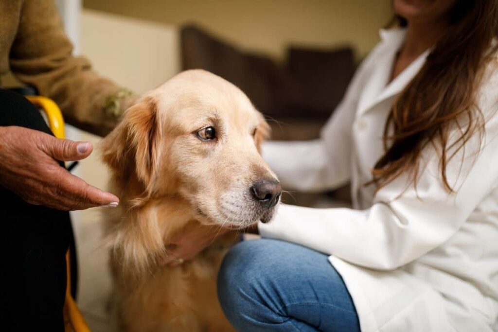 emotional support service dog laws South Carolina