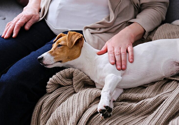 A dog laying on its back with its head on the woman 's lap.