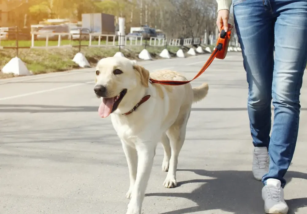 A person walking their dog on a leash.